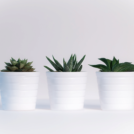 Untitled design (3).png