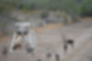 DSC_9383-min.JPG