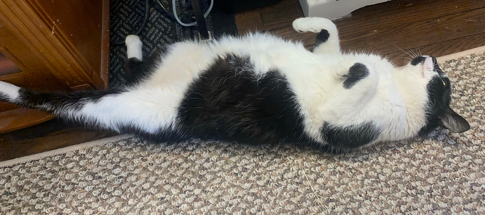 Miss Molly lying on her back, looking up.