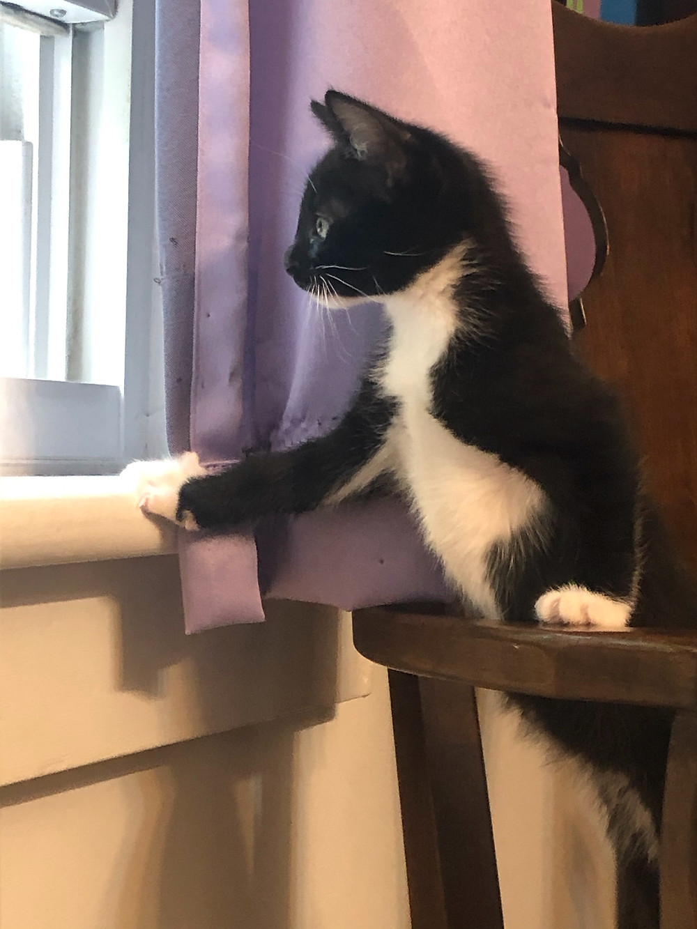 Tux looking out of a window.