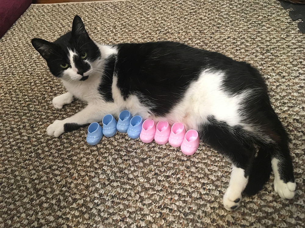Molly lying next to eight tiny baby booties: four blue and four pink.