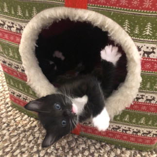 Tux, sprawled halfway out of the cat house.