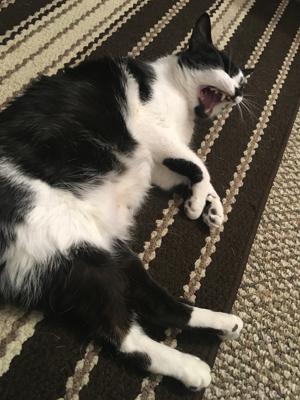 Ms. Molly lying on her side and yawning.
