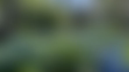 雲昌寺の紫陽花