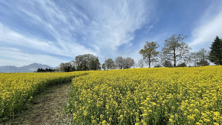 飯山～妙高春の花ドライブ