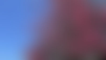 蛍烏賊と梅の花・春の訪れ