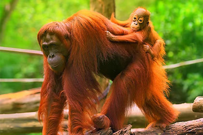 orang-utan-1-.jpg