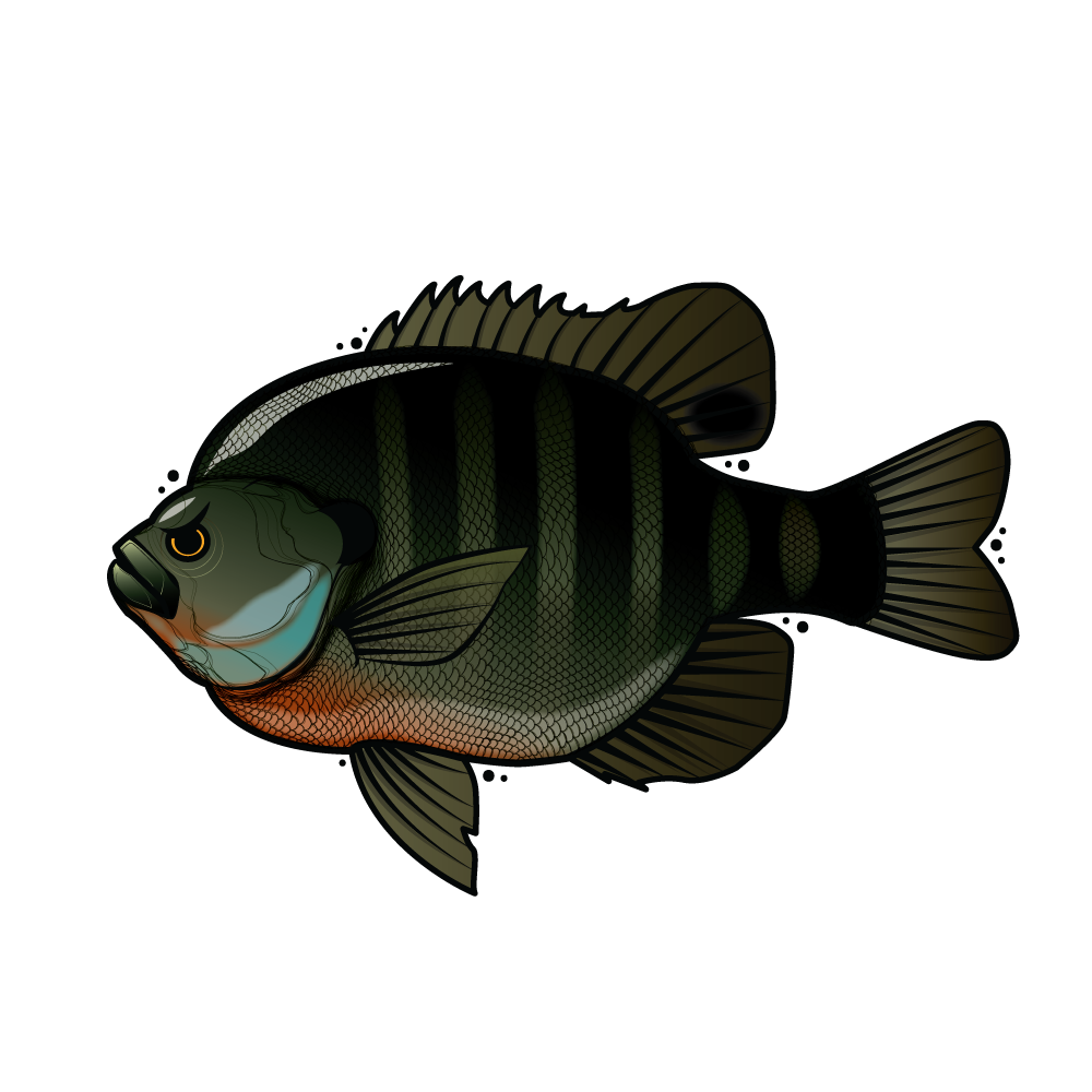 Bully Bluegill Sticker (3")