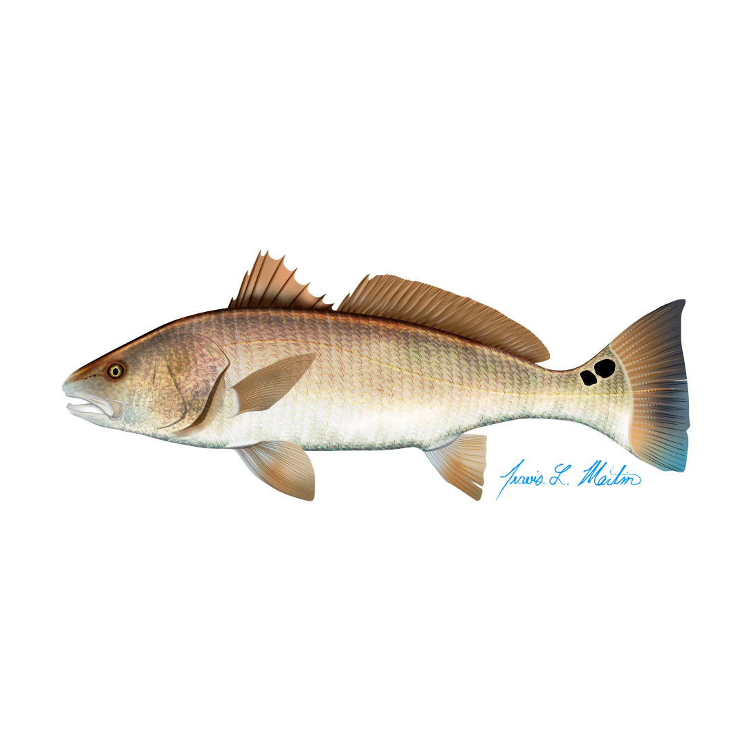 Redfish Sticker