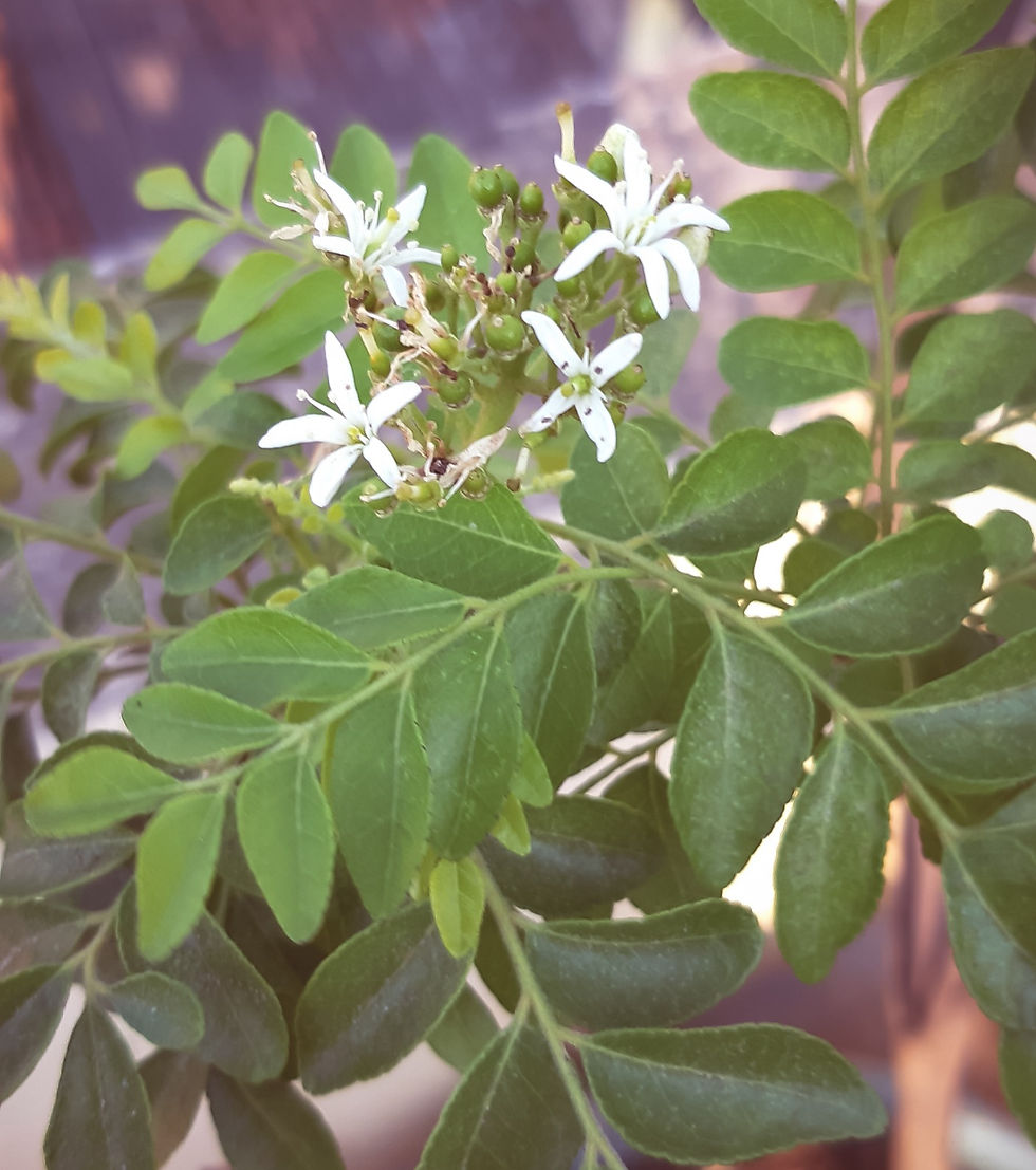 Neem