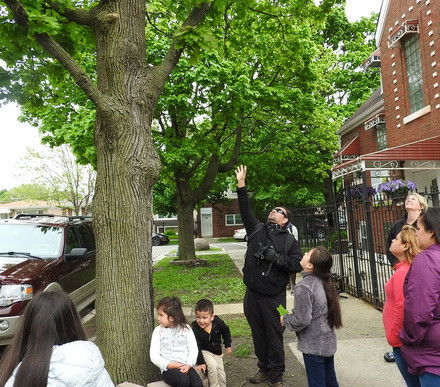 Learning about the trees in St. Clare of Montefalco's neighborhood