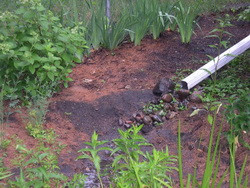 rain garden example