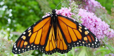 Monarch Butterfly on a flower; Source: Wikimedia Commons