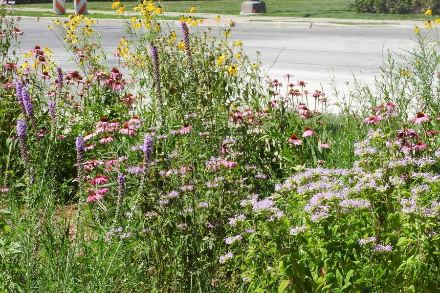 The native plant garden is in full bloom!
