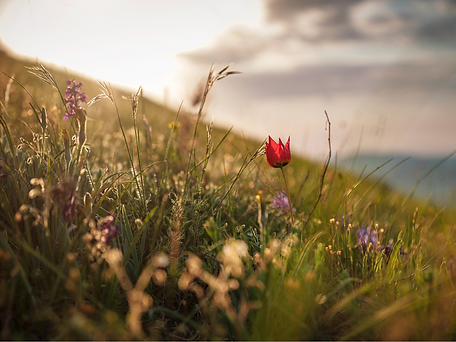 Untitled design (2).png