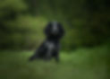 Blue roan dog sat up in grass