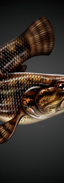 peixe do pantanal, ilustração de peixes, pantanal, mato grosso, material esportivo, pesca esportiva.