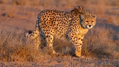 Asiatic Cheetah in Iran