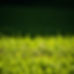 Grass.jpg