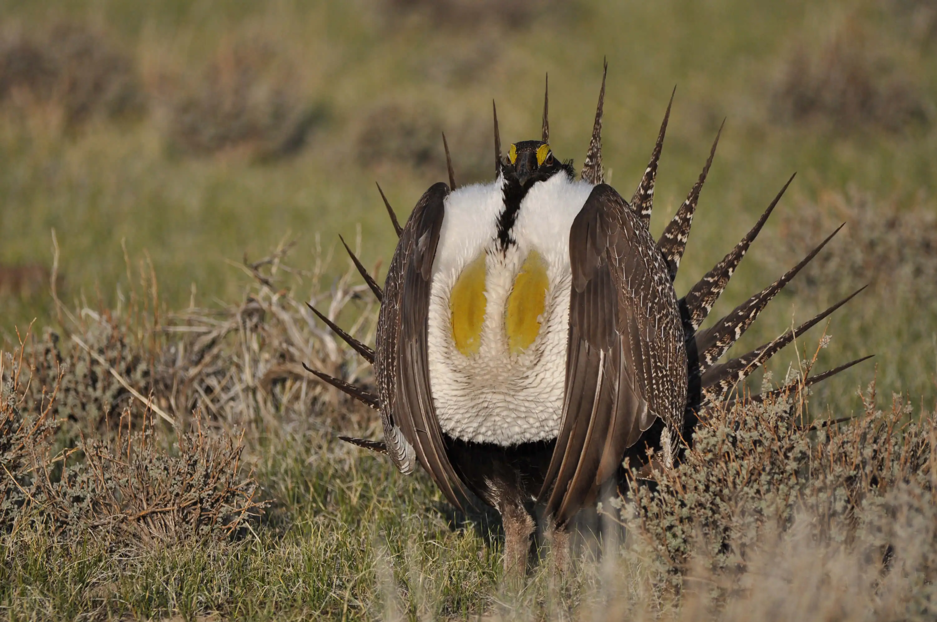greater_sage-grouse_Wyoming-Public-Media-1.webp