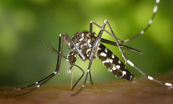 vecteezy_a-black-white-mosquito-is-perched-on-floor_45781994.jpg