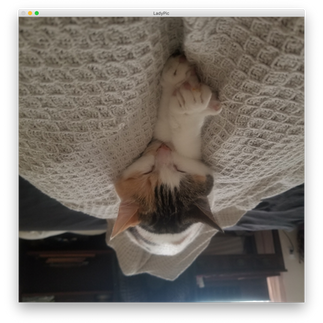 My cat Lady flipped vertically
