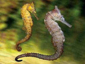 Make an amazing seahorse nature print!