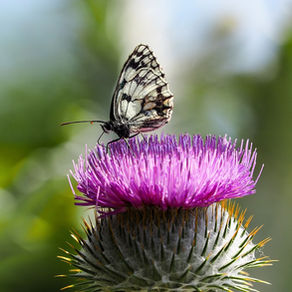 Grow Esperance Green Seed Library