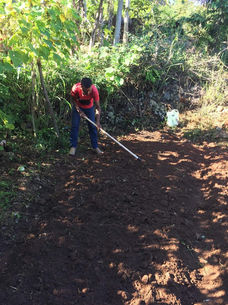 Preparing the soil.