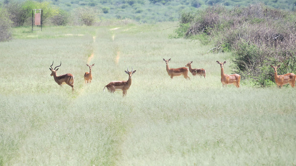 Naturschutz und Jagd in Namibia gehören zusammen