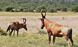 hartebeest_edited_edited_edited.jpg