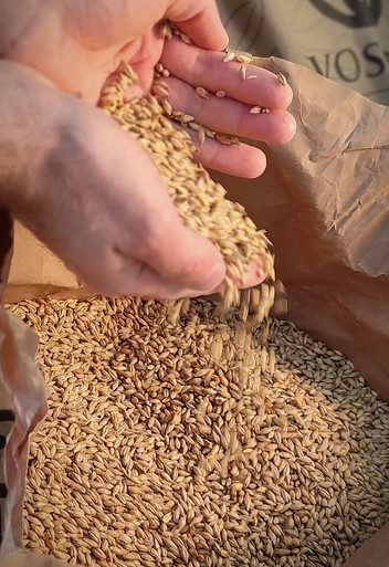 Malt d'orge, céréales
