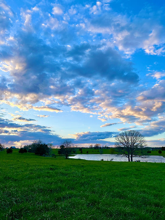 pond at sunset on a grass fed beef cattle ranch farm in Missouri that sells locally raised beef and pork