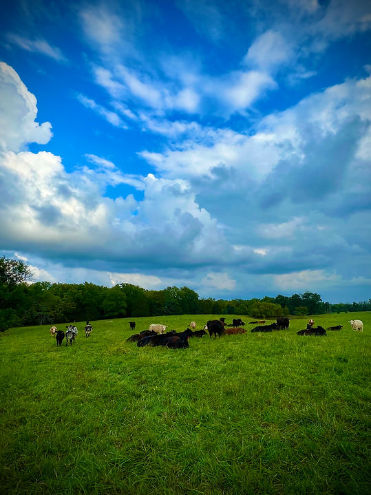 black angus beef cows and calves on local cattle farm ranch