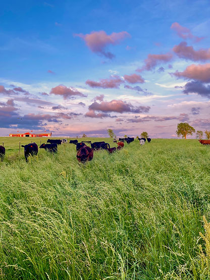 sunset on cattle ranch