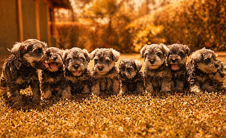 Criadero Mundo Canino - Imagen 24