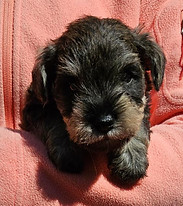 Criadero Mundo Canino - Imagen 29