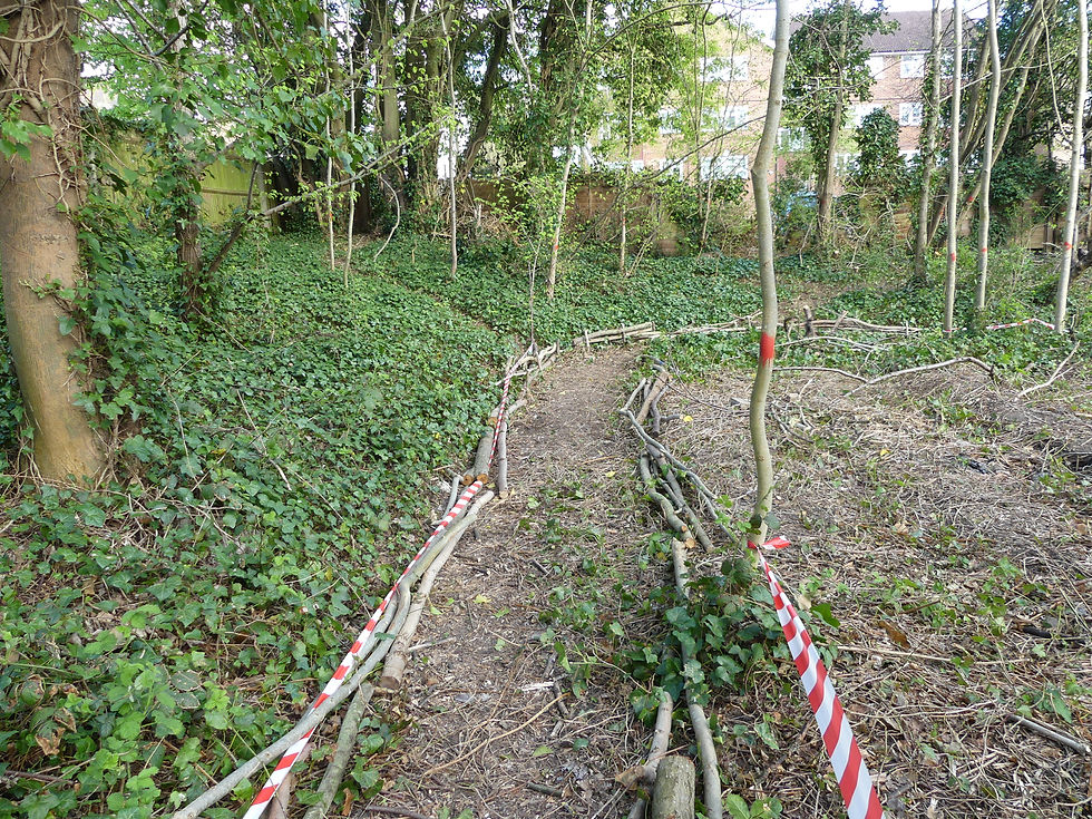 Newly cut paths
