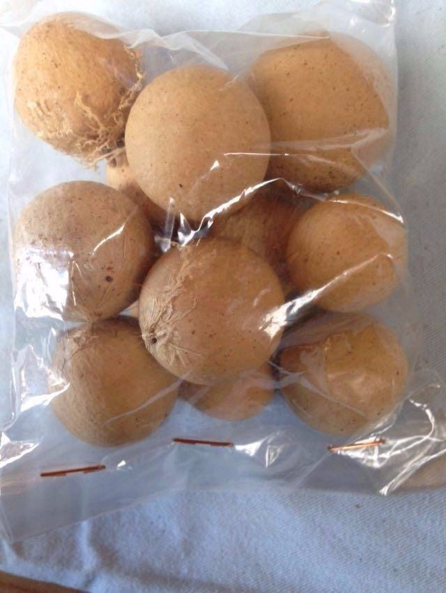 FAVA DE OXALA AFRICANO