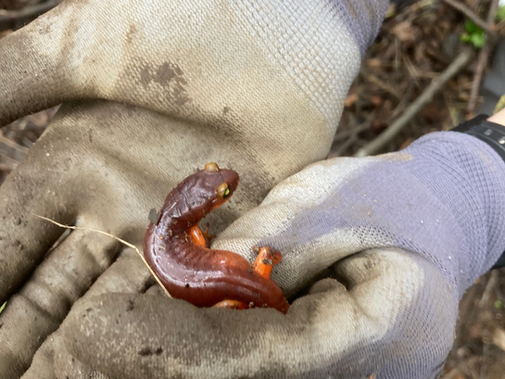Breathing Through the Soil | Amphibians as Indicators of Ecosystem Health
