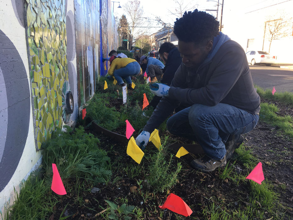 Volunteers planting young native seedlings at Jingletown Garden in front of a painted and mosaic mural.