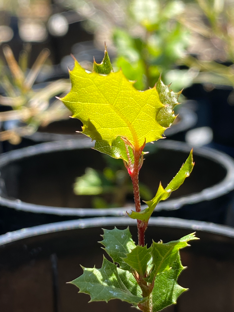 Small coast live oak seedling growing in a nursery pot.
