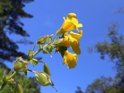 Native Plants for Your Garden: Monkeyflowers (Erythranthe and Diplacus spp.)