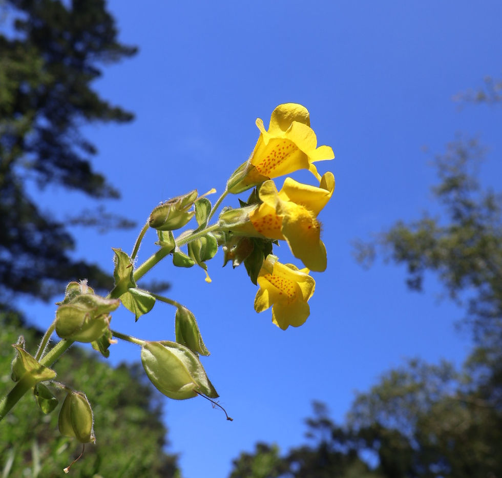 Native Plants for Your Garden: Monkeyflowers (Erythranthe and Diplacus spp.)