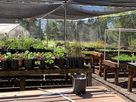 nursery, native plants, california natives