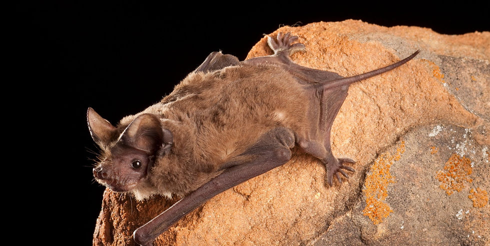 Mexican free-tailed bat (Tadarida brasiliensis), the most abundant bat in the Bay Area, was identified at every site. Source: Bat Conservation International