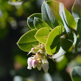 Pallid manzanita leaves and flowers in bloom.