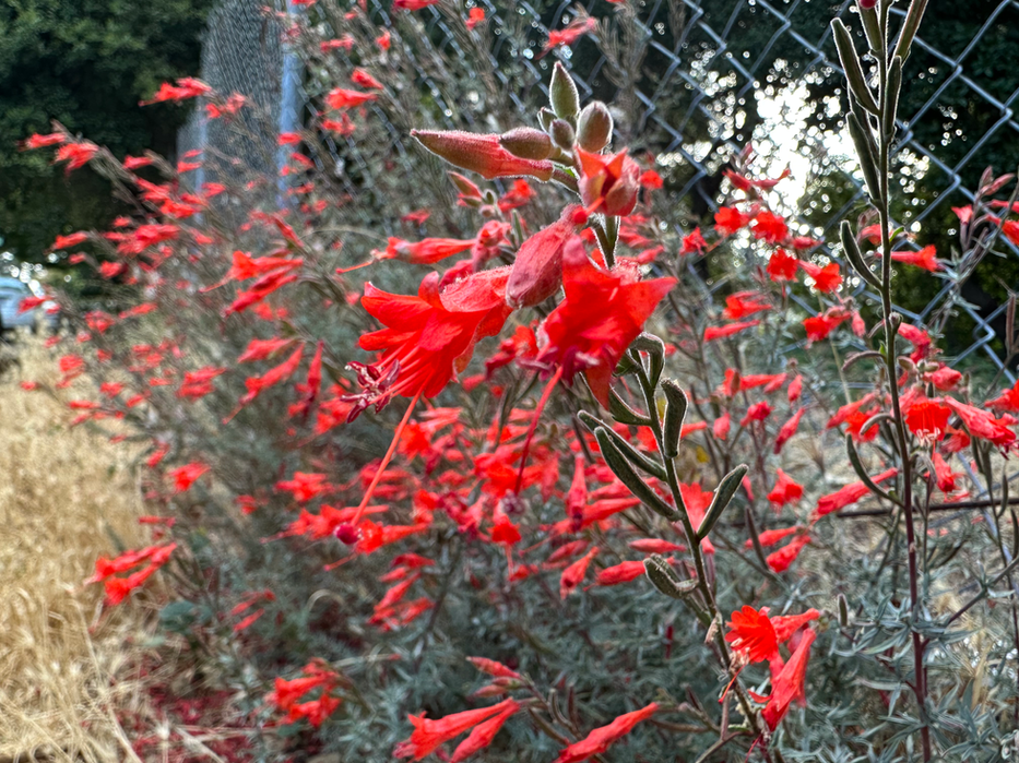 Many California fuchsia flowers blooming against a fence.