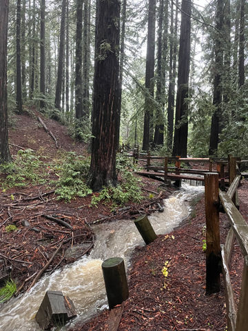 Fast-moving water in a narrow creek-bed in the redwood forest.