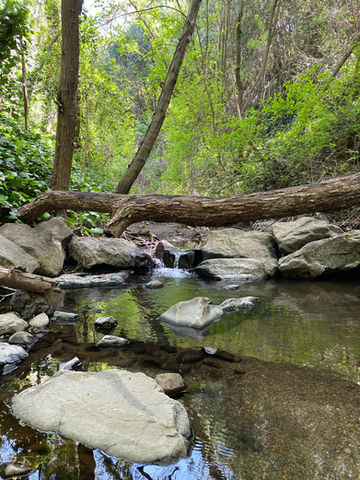 Sausal Creek with rocks and tree trunks. A small cascade of water runs over a rock into a reflective pool.